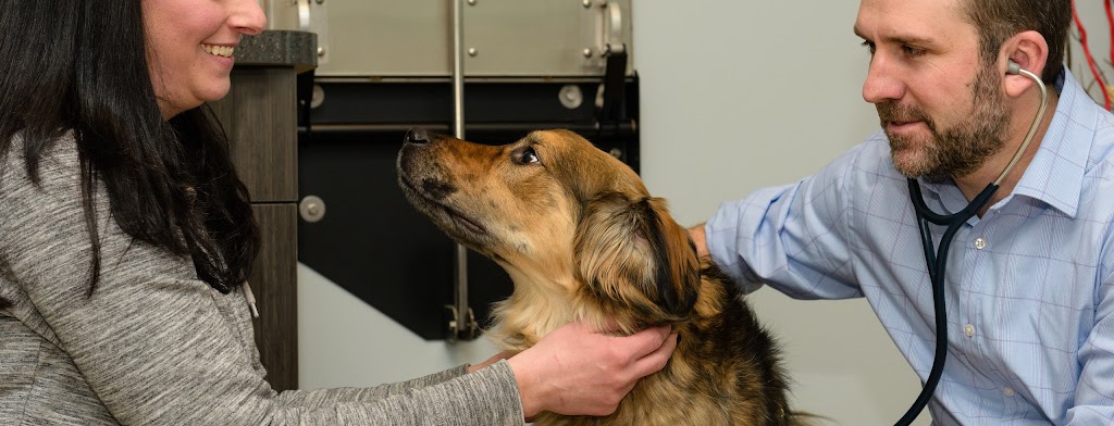 Animal Cancer Care Specialists | 5 Cornerstone Square Suite 203, Westford, MA 01886, USA | Phone: (978) 577-4848