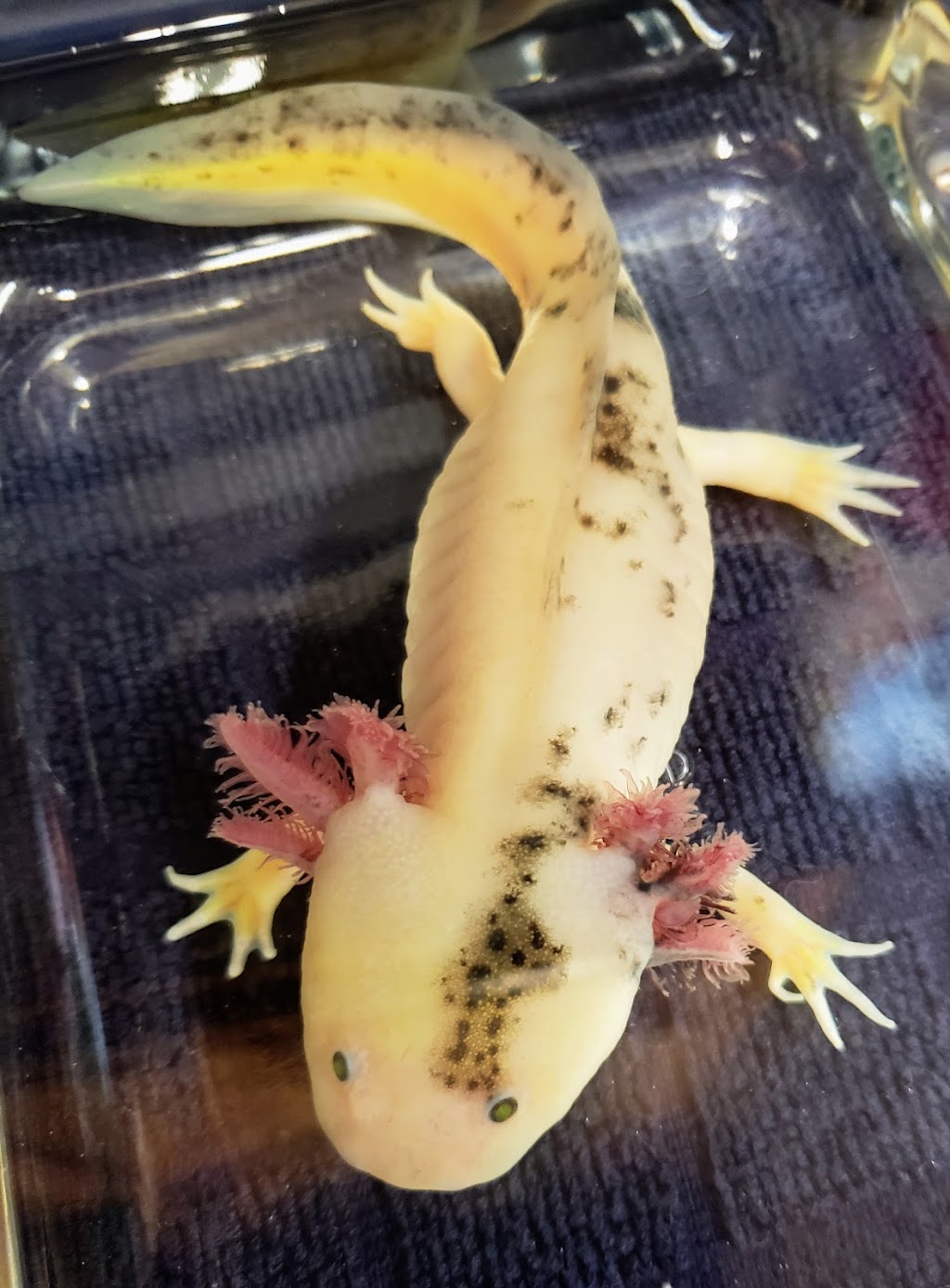 Awesome Axolotls | 10902 W Camas St, Boise, ID 83709, USA | Phone: (208) 602-3995