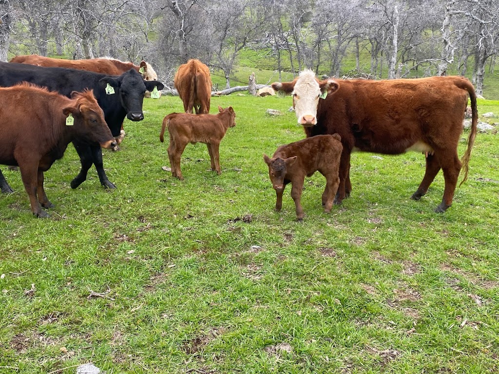 Grass Fed Beef By Cody Kingston | 957 Park View Dr, Livingston, CA 95334, USA | Phone: (209) 769-1792