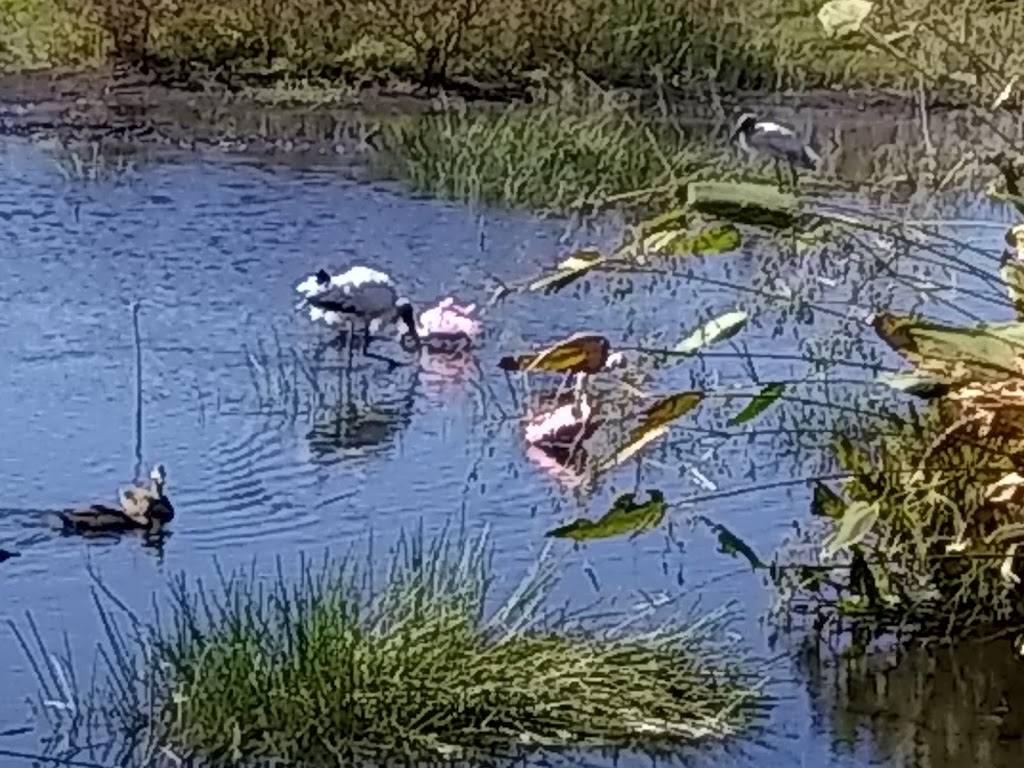 Suncoast Aquatic Nature Center Associates, Inc. | 5851 Nathan Benderson Circle, Sarasota, FL, Sarasota, FL 34235, USA | Phone: (941) 358-7275