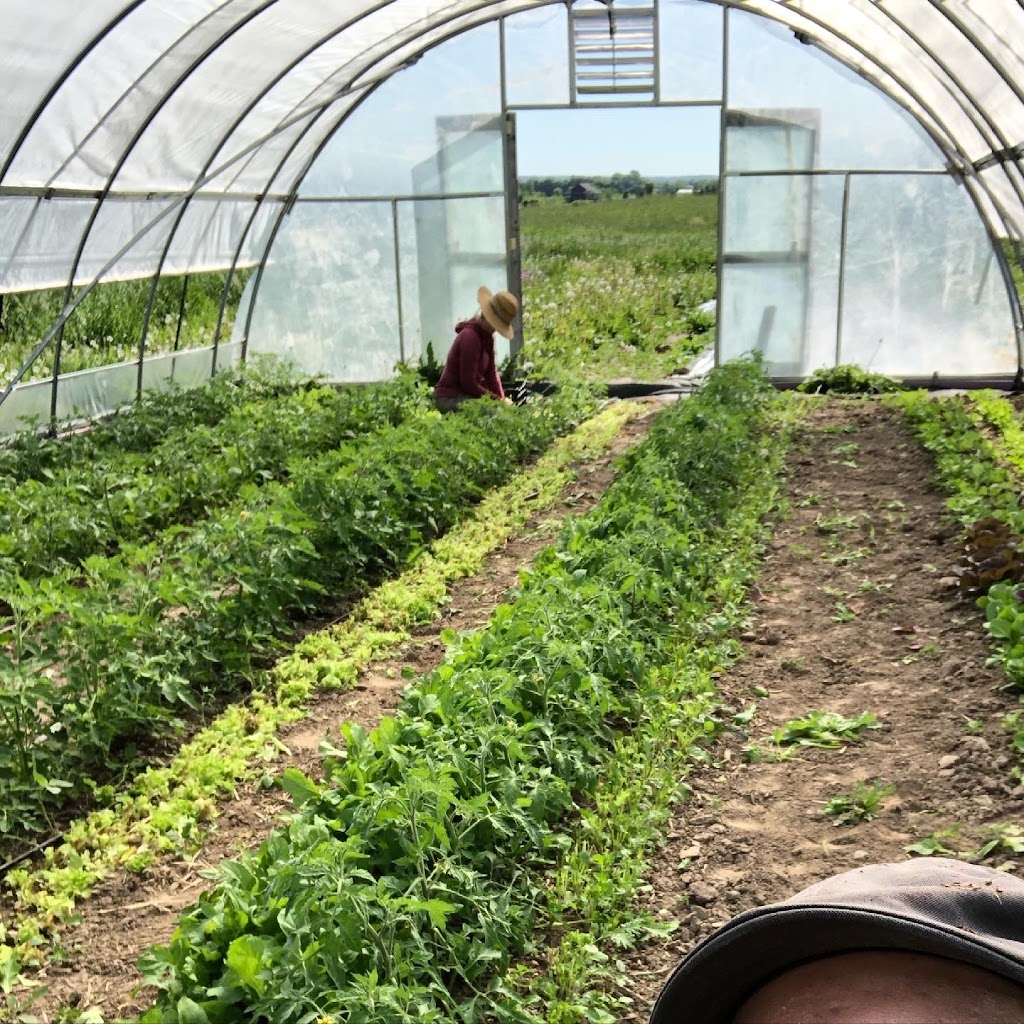 Clover Bee Vegetable Farm | 35145 Reed Ave, Shafer, MN 55074, USA | Phone: (952) 261-3312