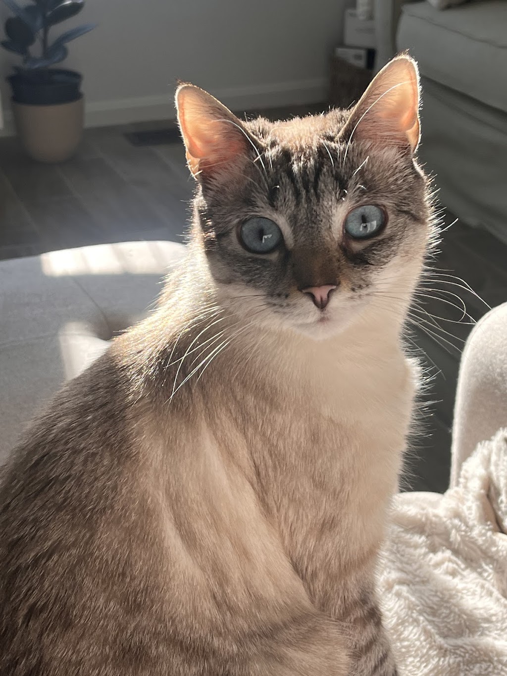 Harmony Hill Animal Hospital | 23520 Overland Dr Suite 110, Sterling, VA 20166, USA | Phone: (571) 200-8500