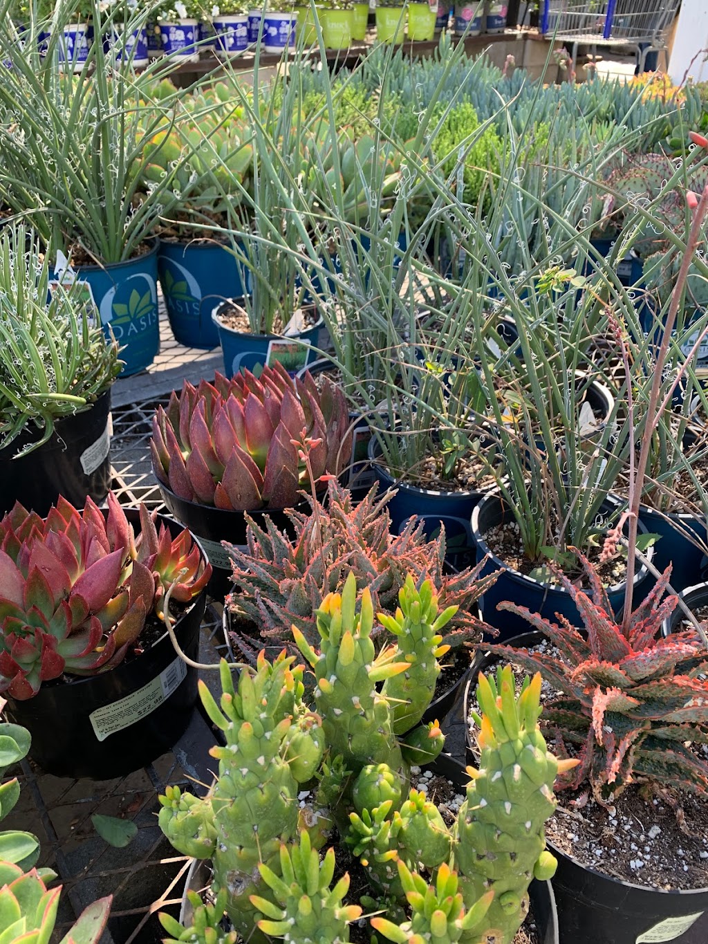 Lowes Garden Center | 13251 Peyton Dr, Chino Hills, CA 91709, USA | Phone: (909) 627-6039