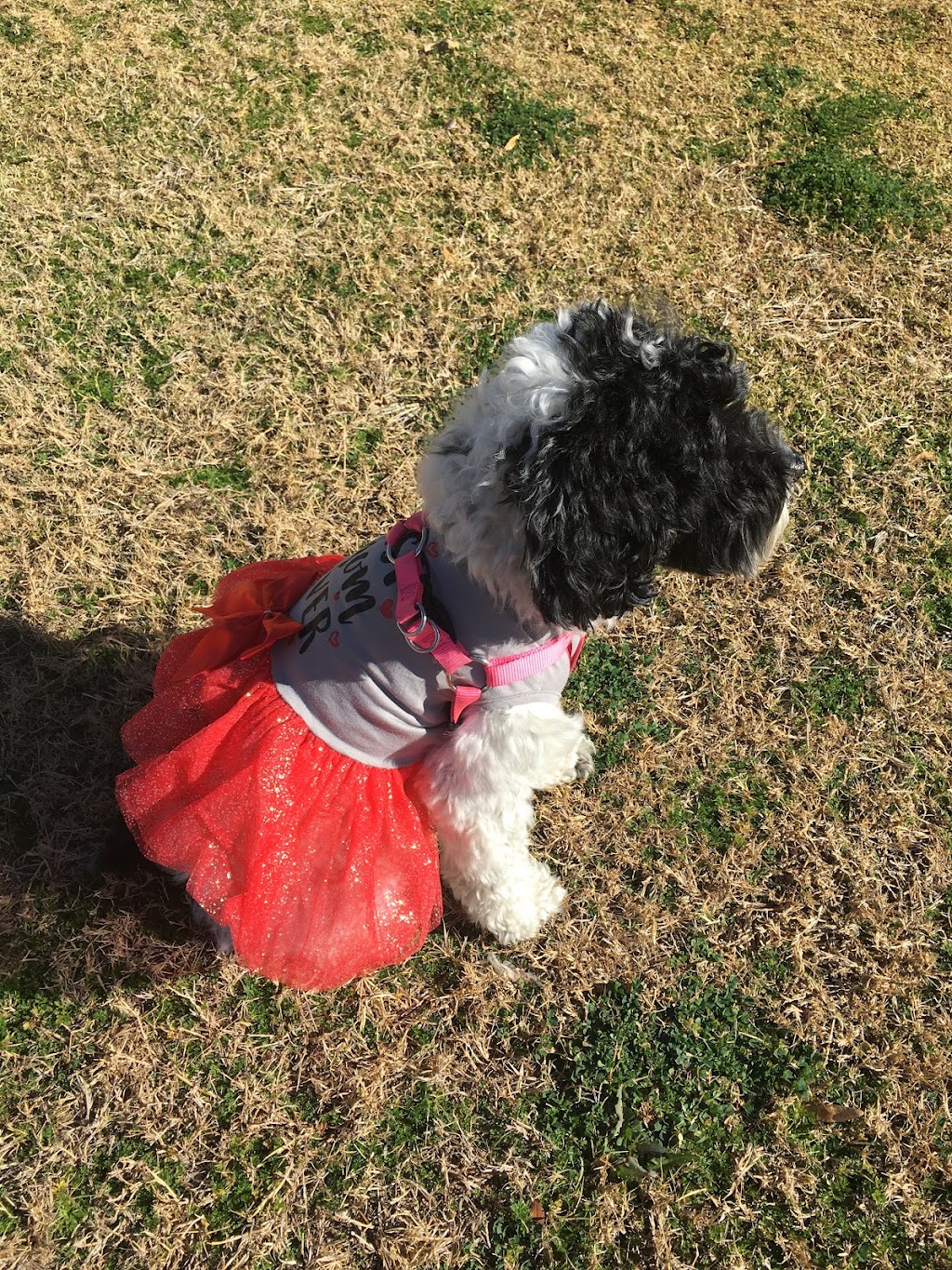 Palm Valley Animal Clinic | 2520 N Litchfield Rd, Goodyear, AZ 85395, USA | Phone: (623) 935-3825