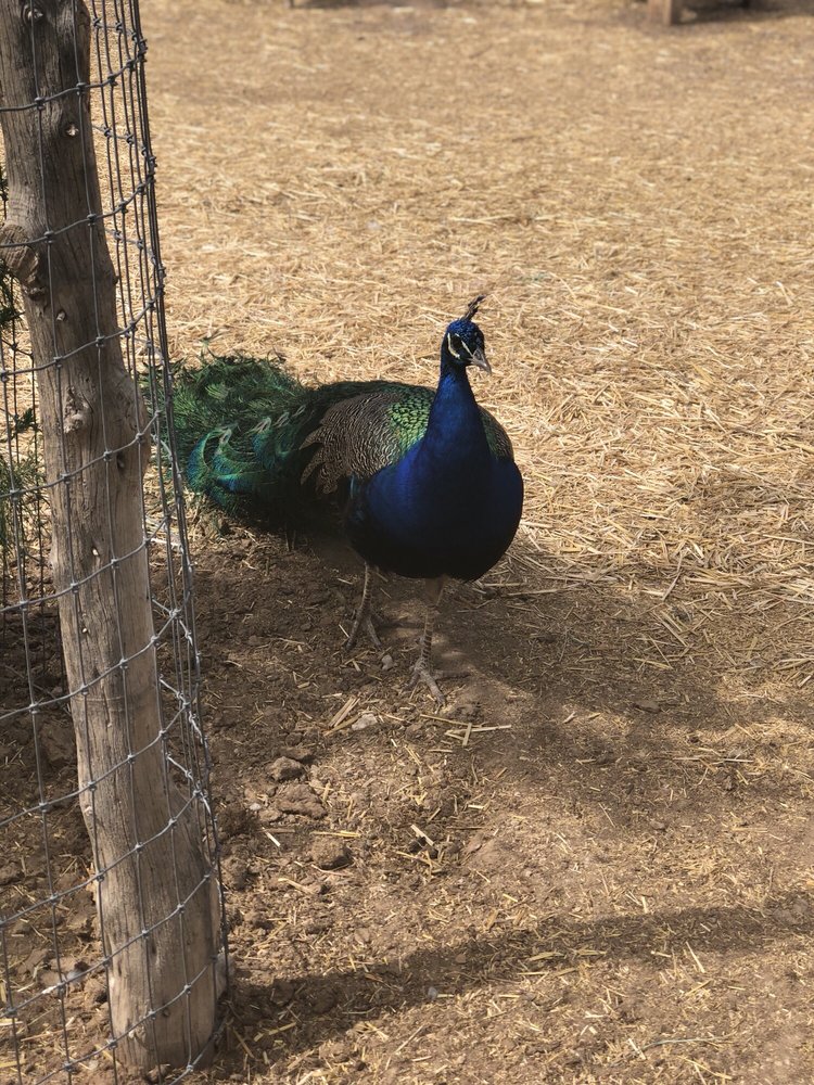 Jr Pony Parties | 1744 N Leonard Ln, Las Vegas, NV 89108, USA | Phone: (702) 631-4142