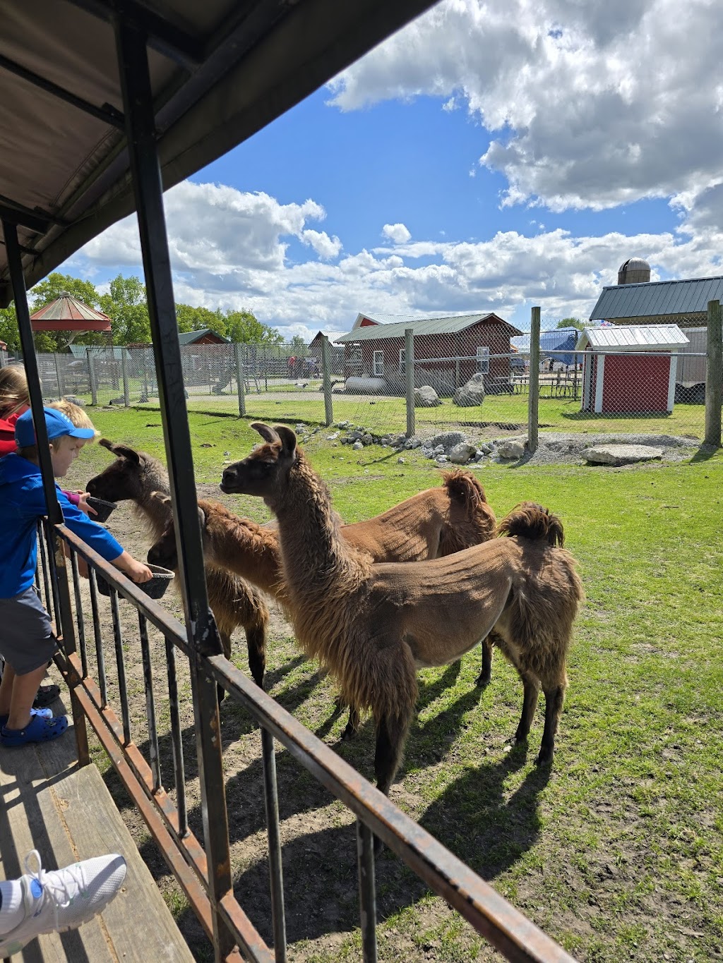 Dutch Creek Farm Animal Park | 6255 N 1000 W, Shipshewana, IN 46565, USA | Phone: (260) 768-4416