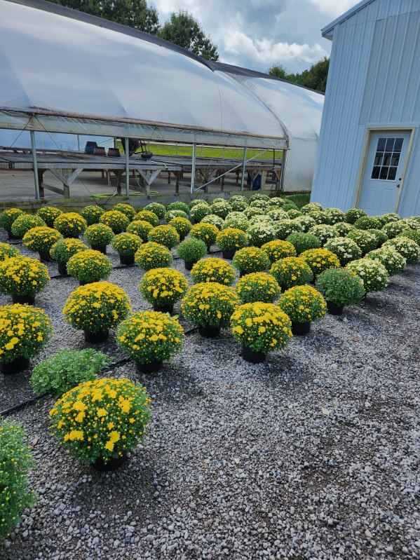 BackRoad Greenhouse | 14080 Co Rd 8, Middlebury, IN 46540, USA | Phone: (574) 825-3645