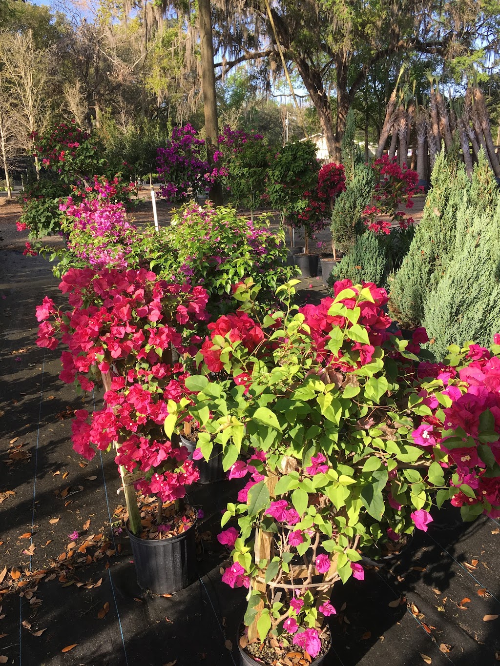 CML Garden Center | 10181 N Broad St, Brooksville, FL 34601, USA | Phone: (352) 777-4528