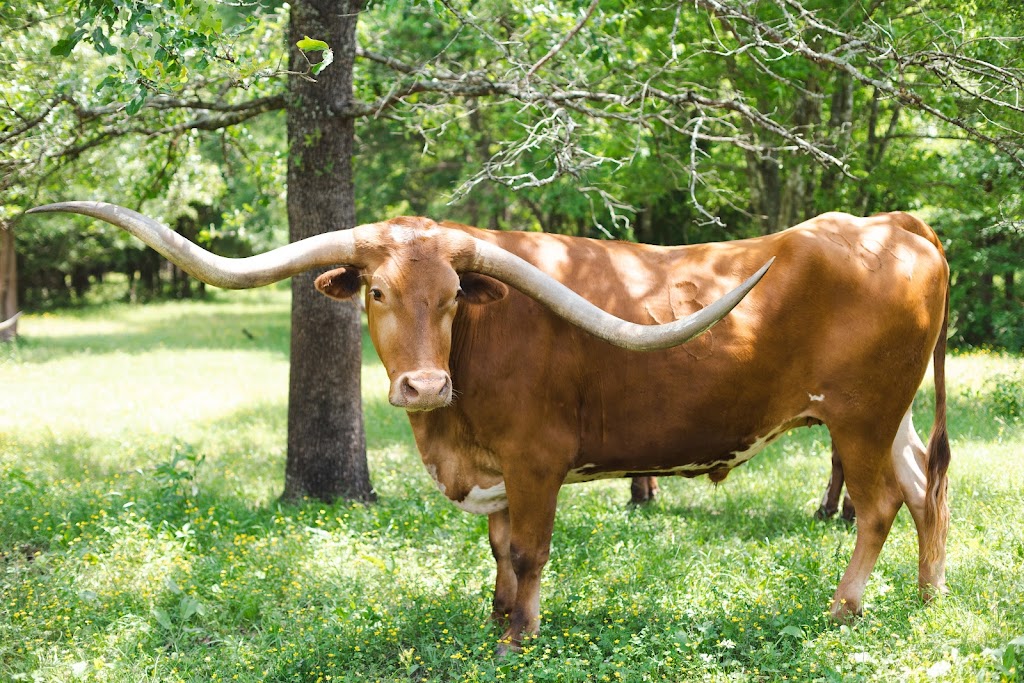 Buchanans Bighorn Ranch | US-69, Greenville, TX 75402, USA | Phone: (469) 446-1135