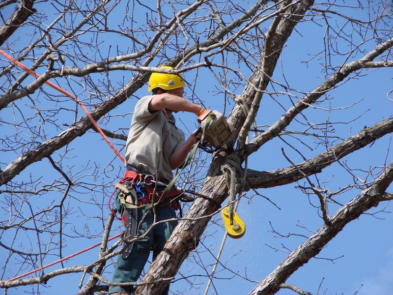 Bronx Tree Pro - Tree Removal, Cutting & Trimming Service | 3175 Wissman Ave, The Bronx, NY 10465, United States | Phone: (718) 450-9292