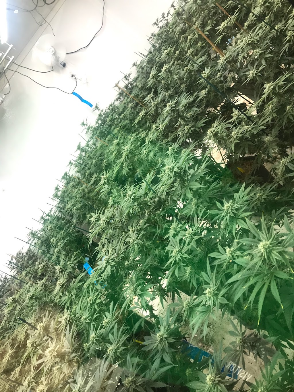 3 Bros Santa Cruz Dispensary | 1100 Fair Ave Unit B, Santa Cruz, CA 95060, USA | Phone: (831) 345-0281