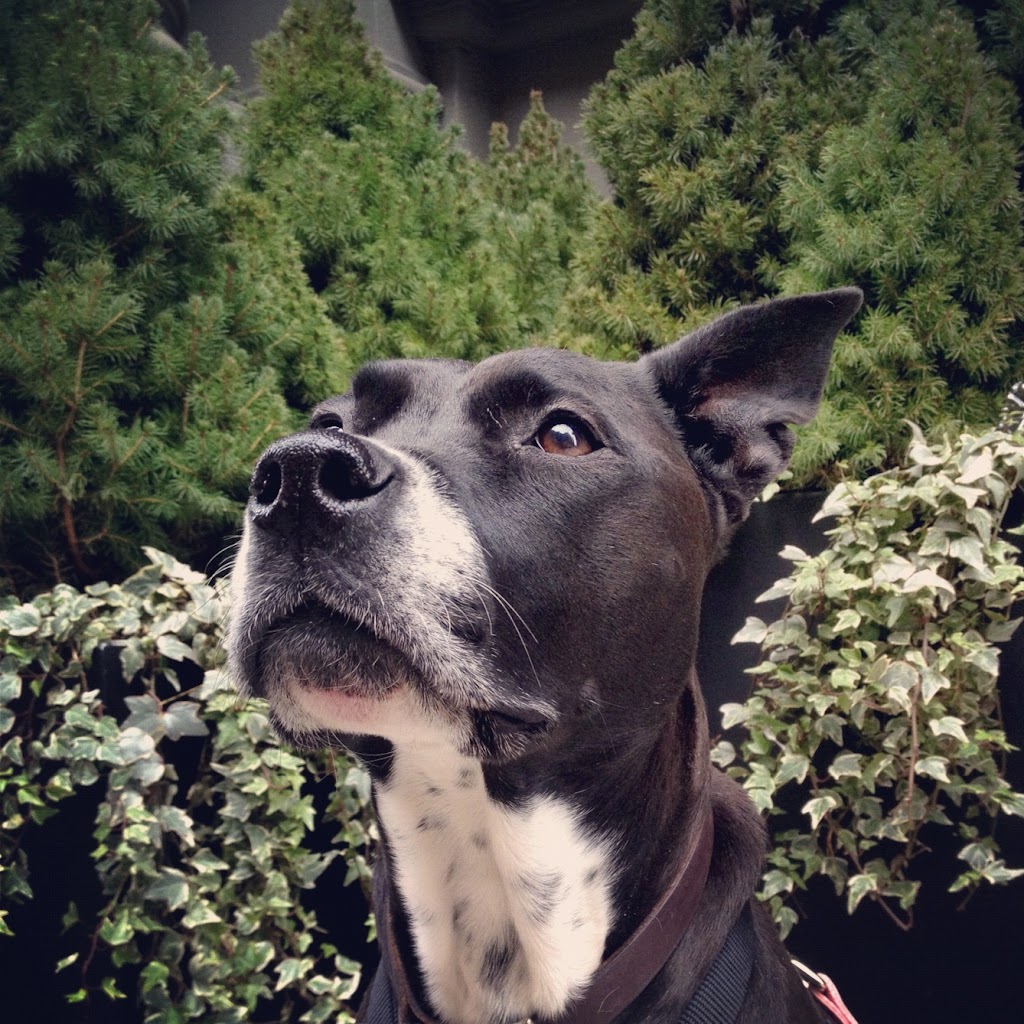 King Pup | 27 Loisaida Ave #3A, New York, NY 10009, USA | Phone: (917) 683-2229