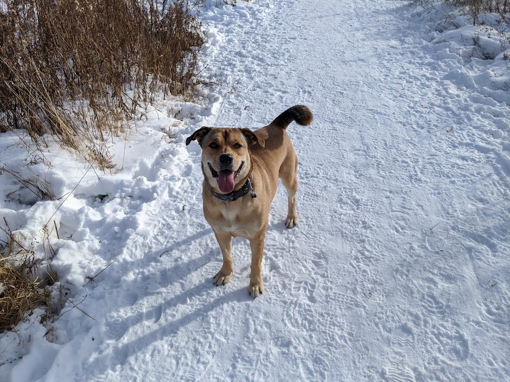 Lake Sarah Dog Park | 6670 W Lake Sarah Dr, Rockford, MN 55373, USA | Phone: (763) 694-7860