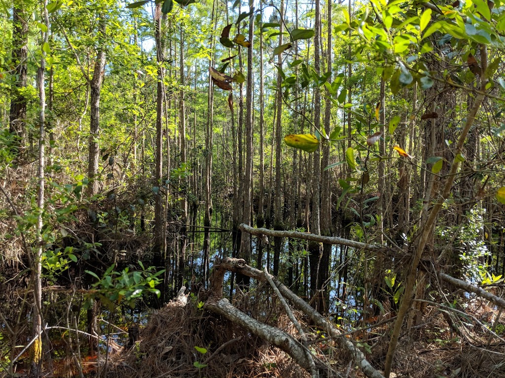 Twelve Mile Swamp Conservation Area | 440 International Golf Pkwy, St. Augustine, FL 32095 | Phone: (386) 329-4404