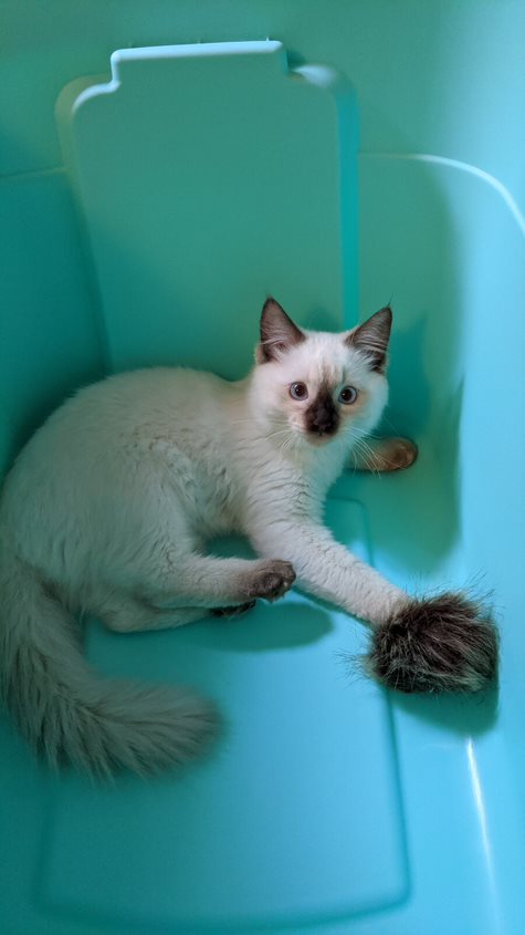 Oregon Ragdolls | 13912 SE 322nd Ave, Boring, OR 97009, USA | Phone: (775) 742-8008