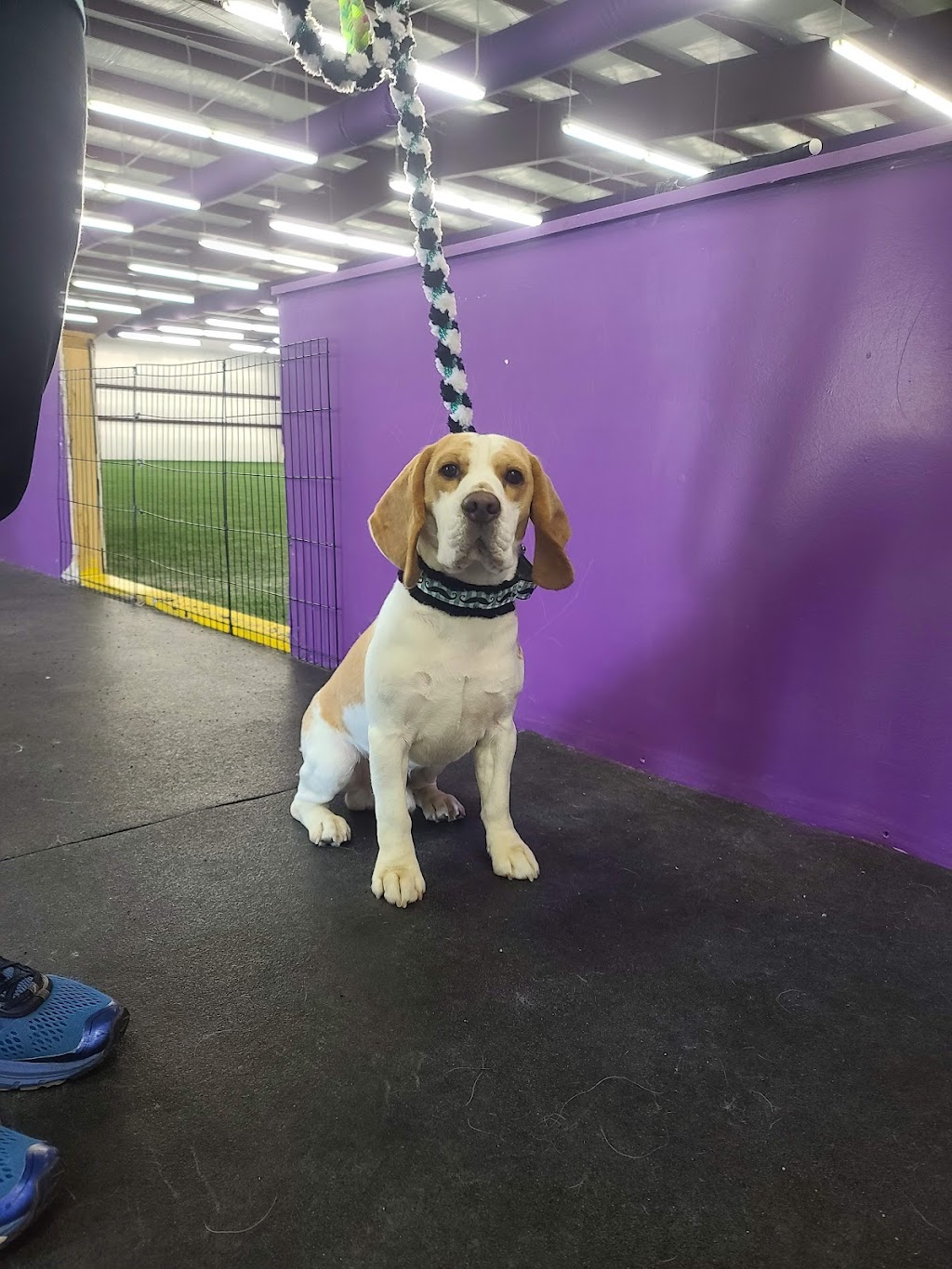 Dog Gone Fun Agility, LLC | 26310 Dobbin-Huffsmith Rd, Magnolia, TX 77354, USA | Phone: (936) 827-1612