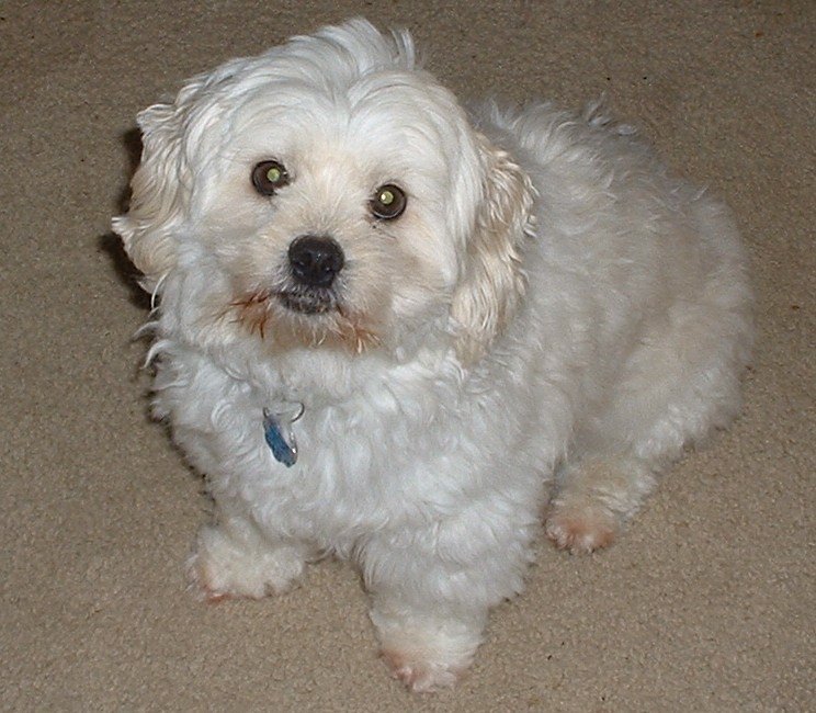 Woodside Animal Hospital | 1601 Woods Rd SE, Port Orchard, WA 98366, USA | Phone: (360) 871-3335