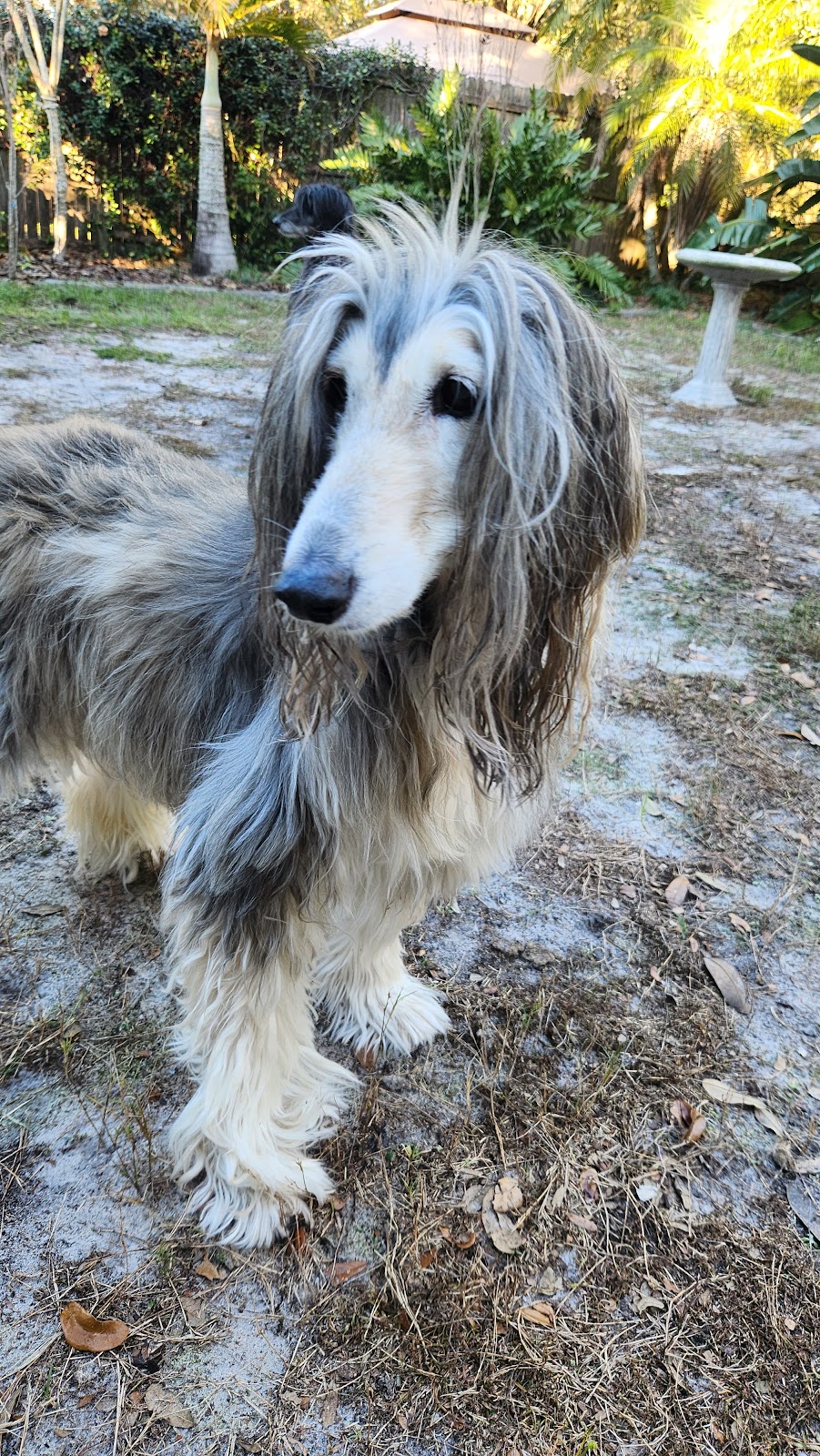 Driftwood Kennels | 800 Laurel Rd E, Nokomis, FL 34275, USA | Phone: (941) 485-6672