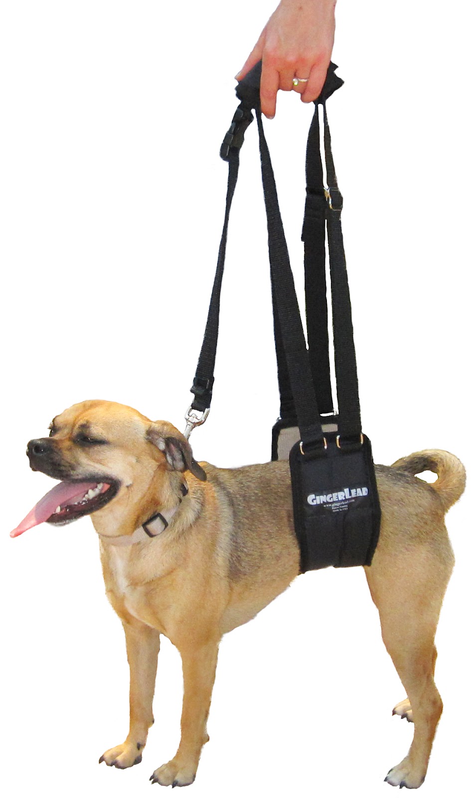 GingerLead Dog Support Sling Harnesses | 2255 Sheridan Blvd, Unit C, #178, Edgewater, CO 80214 | Phone: (303) 482-2074