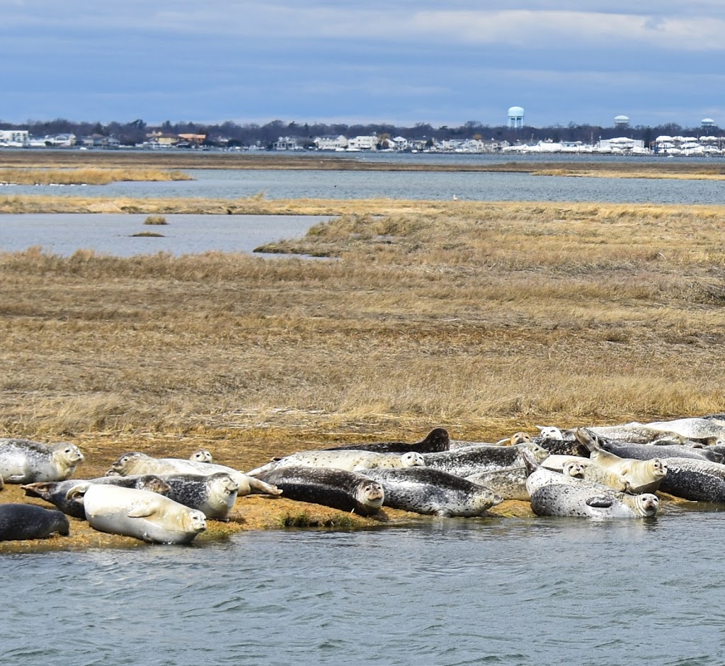 Long Island Whale and Seal Watching | 31 Woodcleft Ave, Freeport, NY 11520, USA | Phone: (516) 544-6698