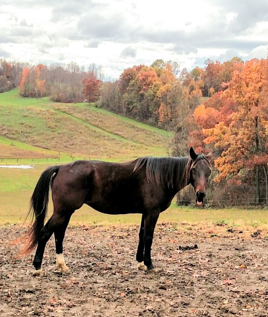 Kane Horsemanship | 165 Sprowls Rd, Bentleyville, PA 15314, USA | Phone: (724) 239-4511