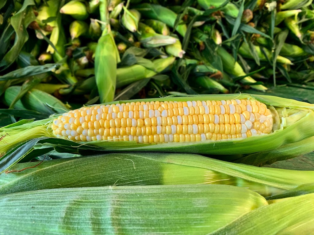 Fowl’s Farm Market | 43655 Telegraph Rd, Elyria, OH 44035, USA | Phone: (440) 737-3695