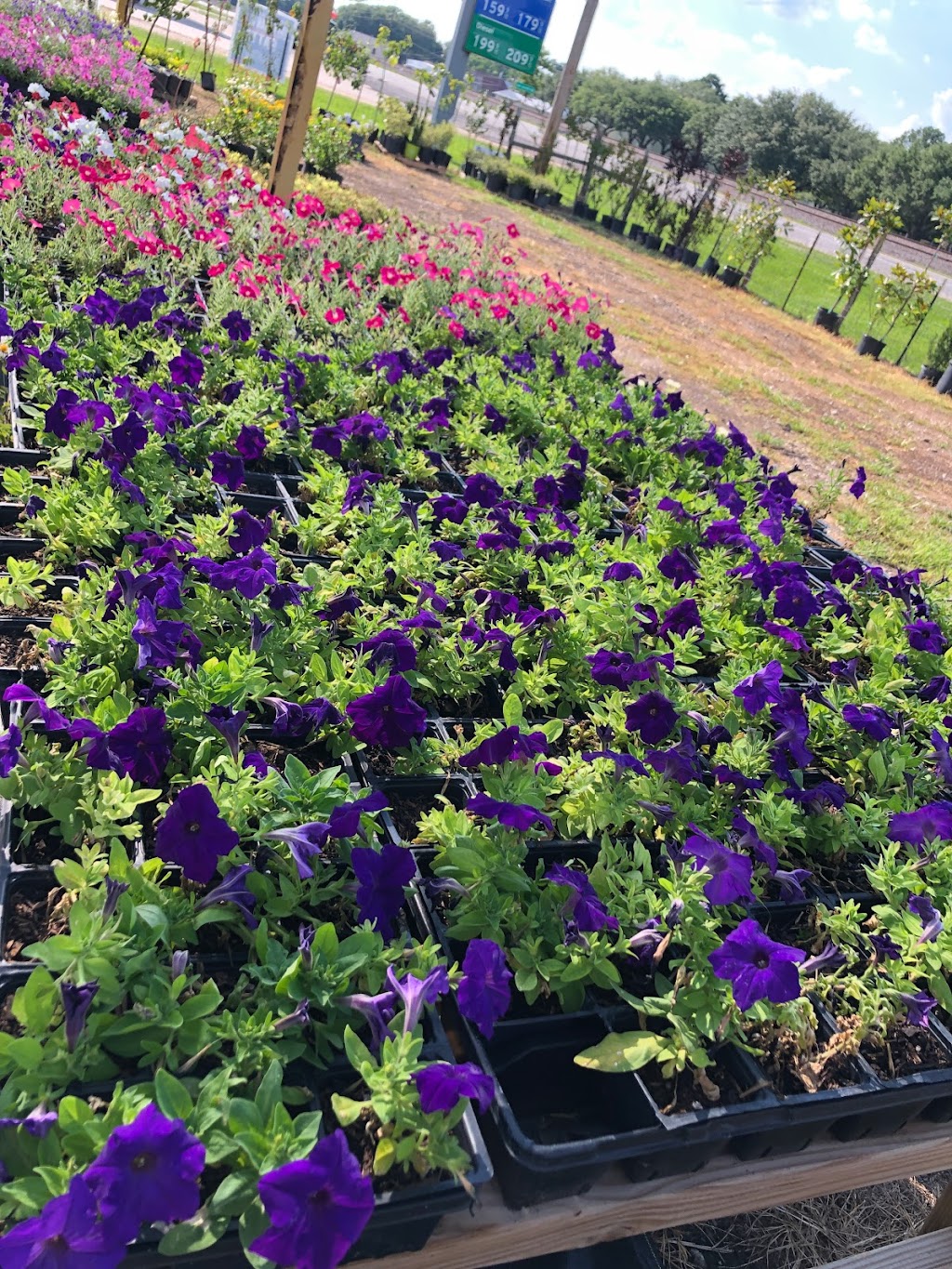 Cattaleya Nursery & Landscaping Service | 22526 Hufsmith - Kohrville Rd, Tomball, TX 77375, USA | Phone: (832) 899-0354