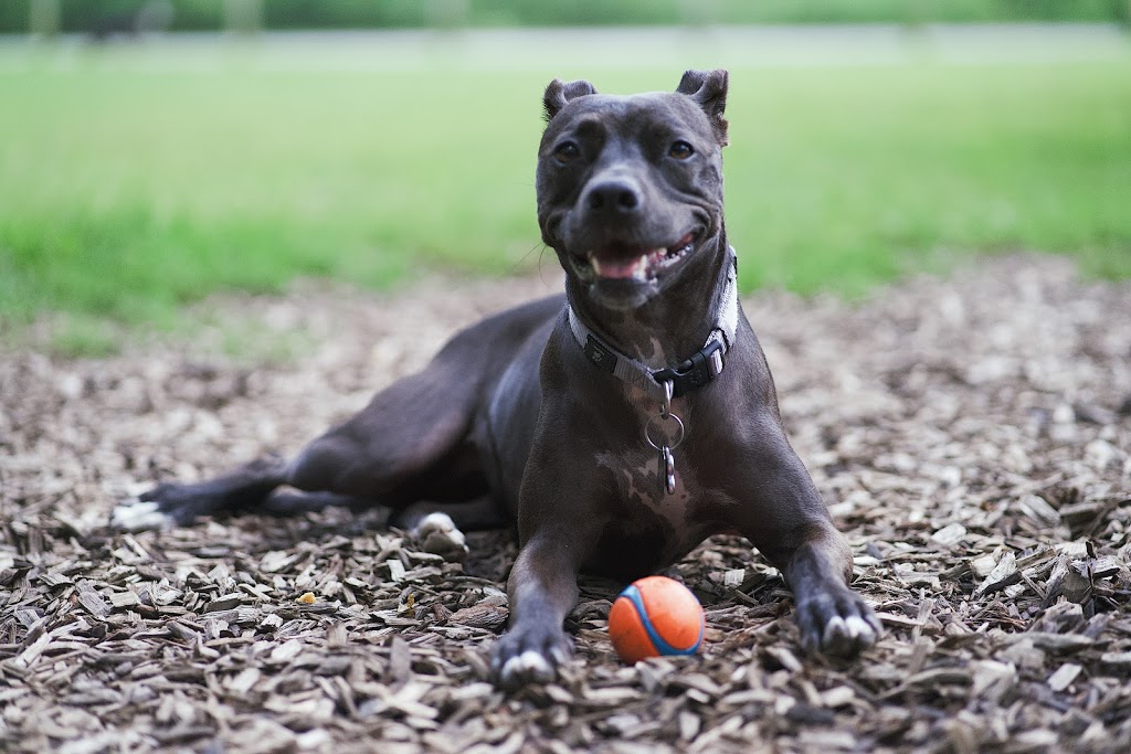 Freedom Run Dog Park | 2098 Turning Wheel Ln, Franklin, TN 37067, USA | Phone: (615) 791-3217