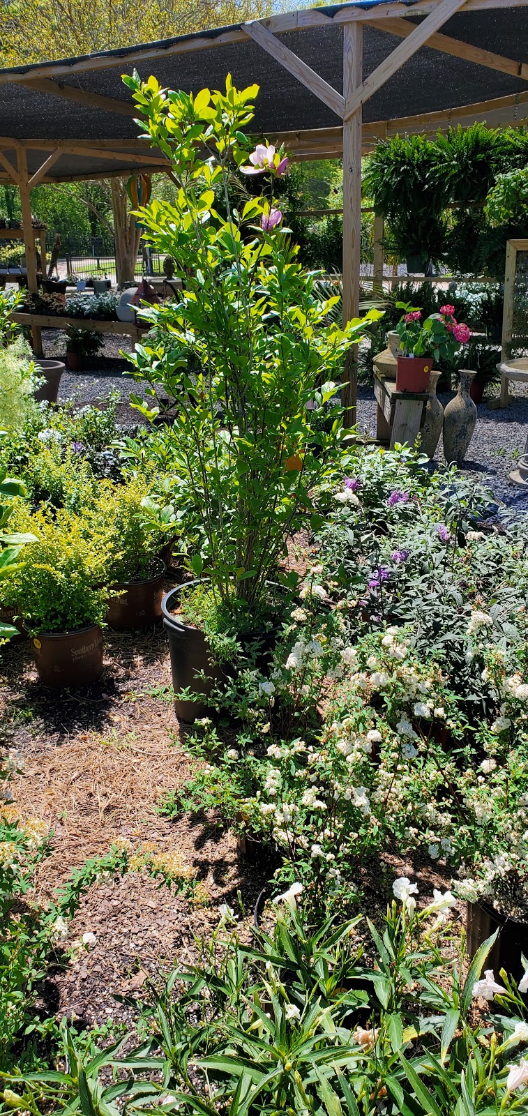 Ds Garden Center | 10320 Pecue Ln, Baton Rouge, LA 70810, USA | Phone: (225) 304-5417