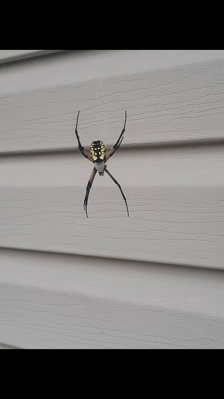 Healthy Home Pest Control & Services | 3680 Lebanon Ave, Belleville, IL 62221, USA | Phone: (618) 589-6016 Healthy Home Pest Control & Services | 3680 Lebanon Ave, Belleville, IL 62221, USA | Phone: (618) 589-6016
