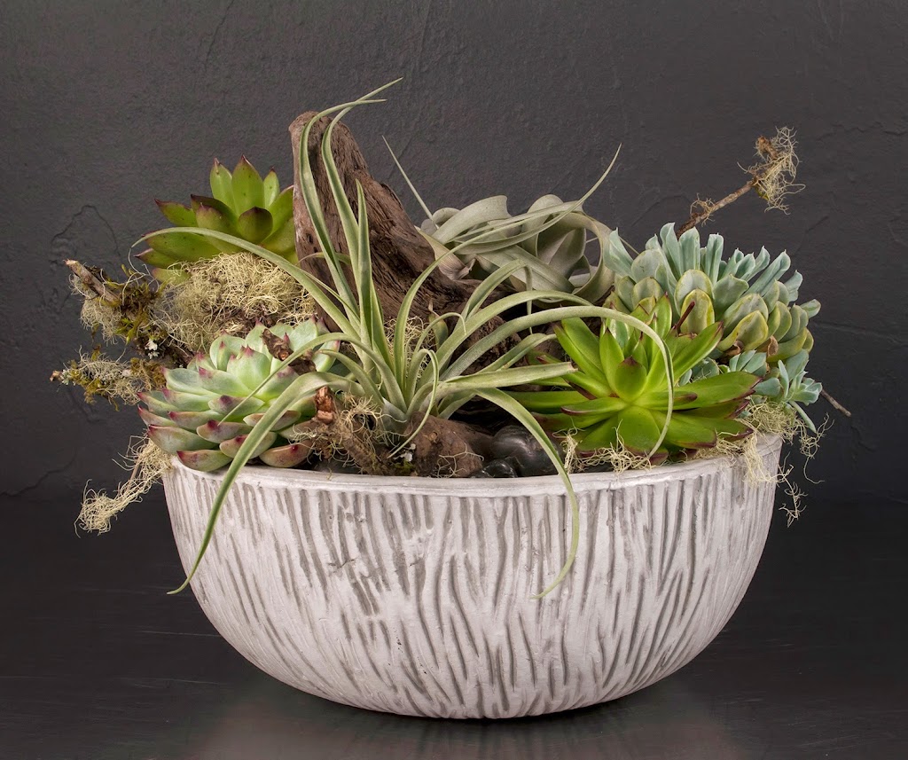 Austin Succulents | 1806 W Koenig Ln #A, Austin, TX 78756, USA | Phone: (512) 453-6633