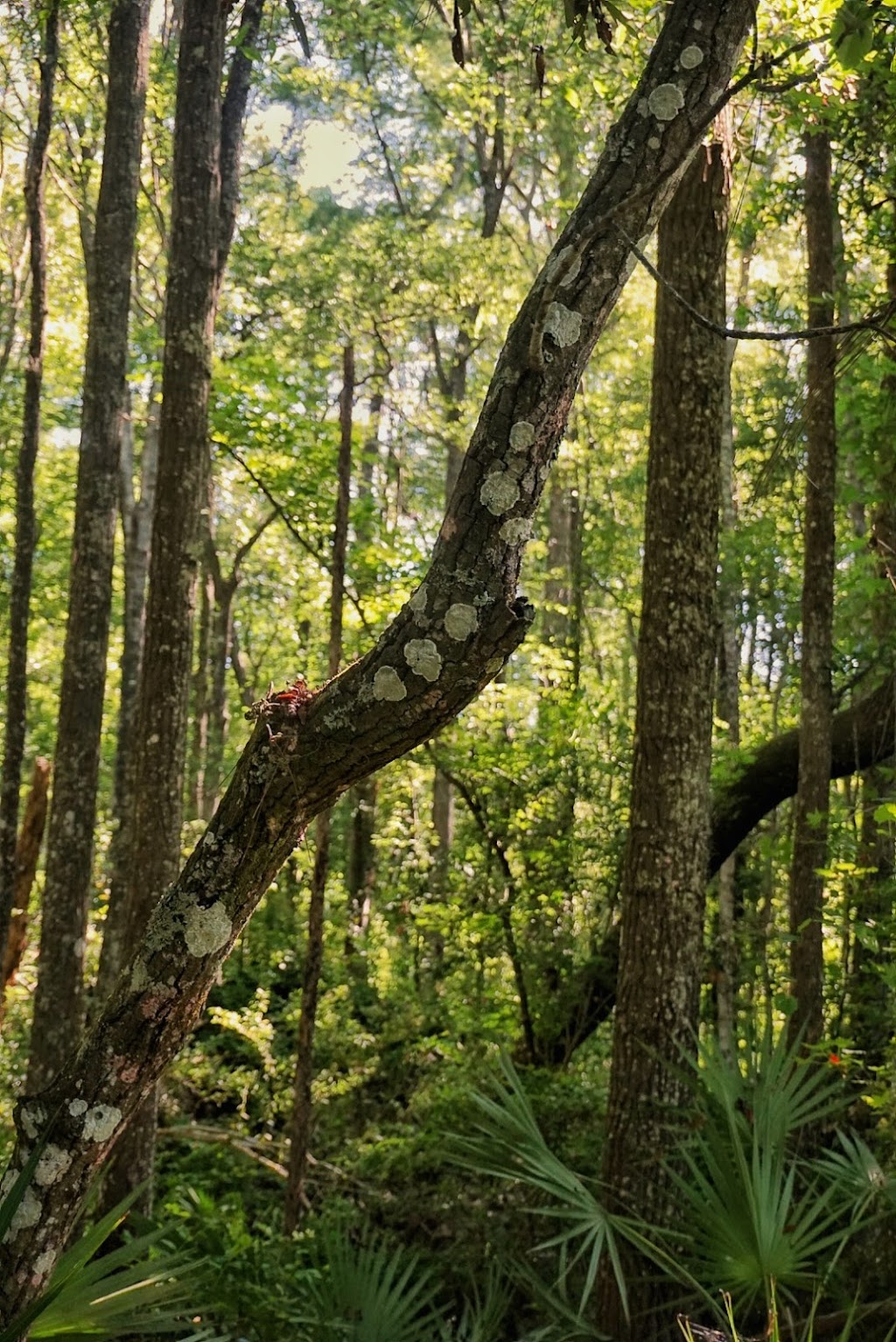 University Of North Florida Nature Trails | Recreation and Wellness, 1 UNF Dr. Bldg 61, Rm 1200, Jacksonville, FL 32224, USA | Phone: (904) 620-4769