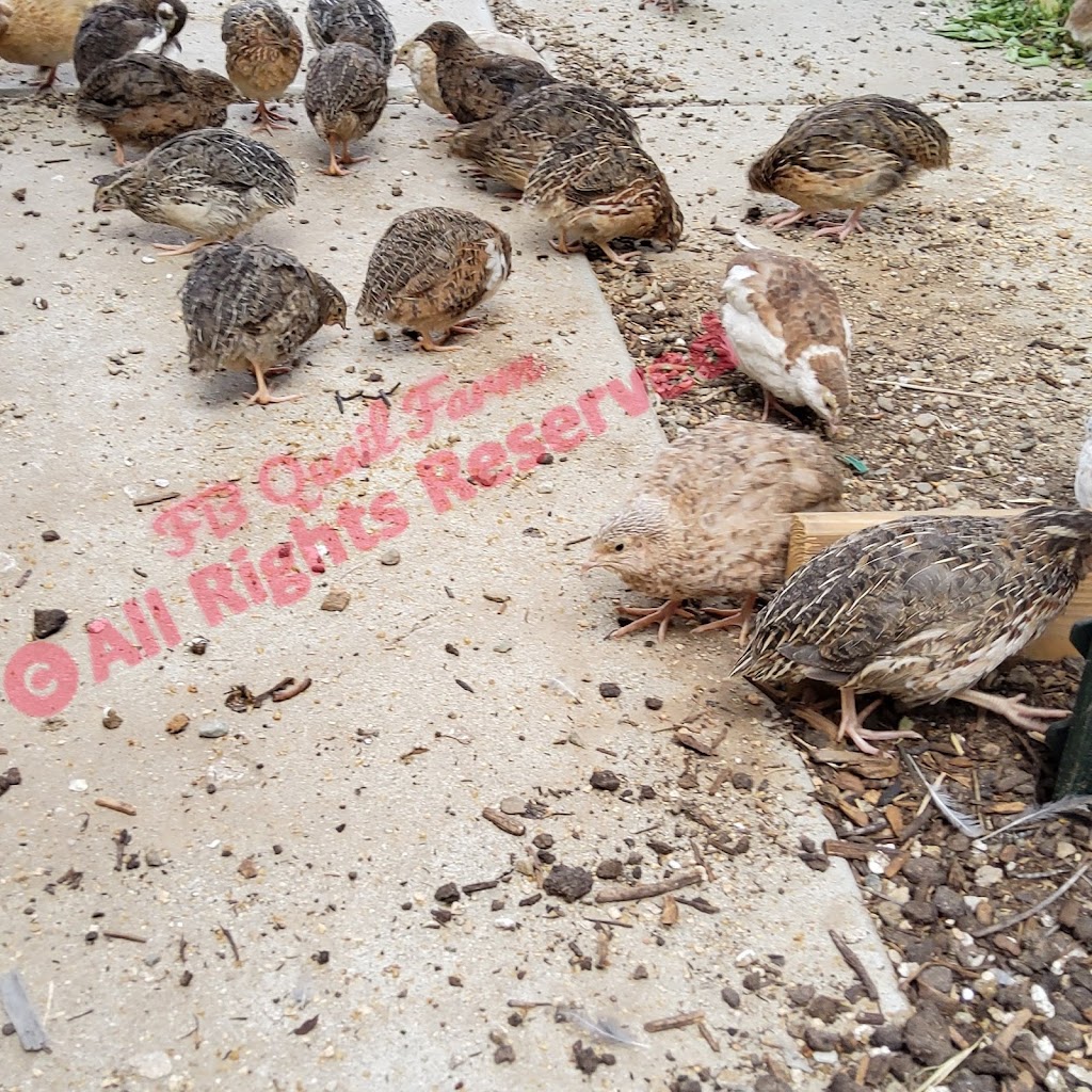 FB Quail and Koi Farm | 22713 Scotia Ln, Moreno Valley, CA 92557, USA | Phone: (951) 406-3884