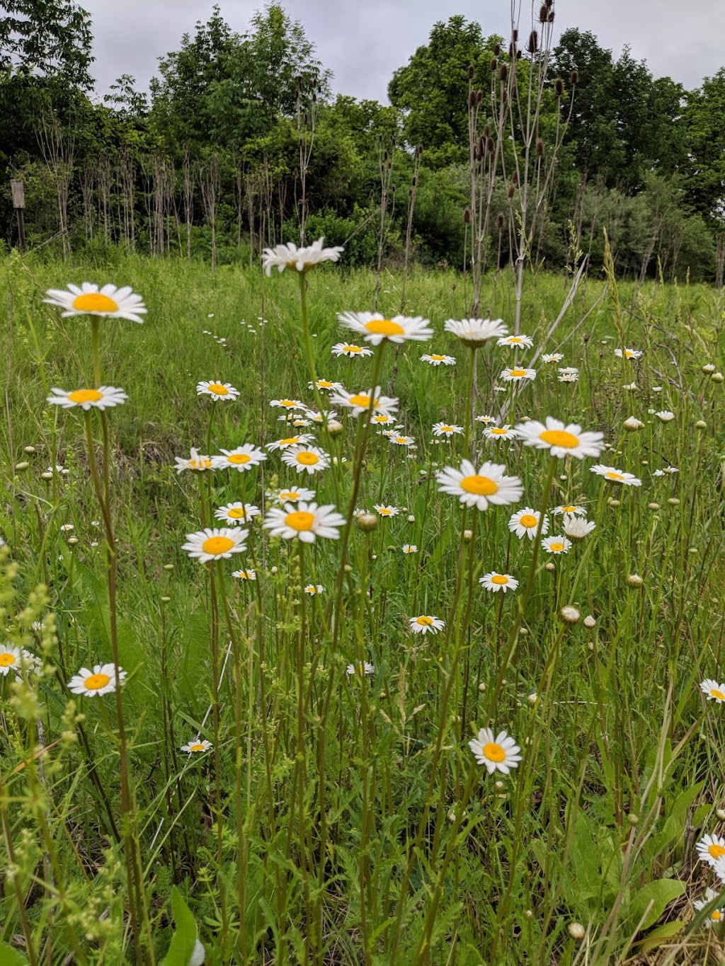 Oxbow Lake Wildlife Area | 9 Schick Rd, Defiance, OH 43512, USA | Phone: (800) 945-3543