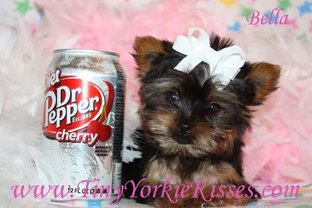 Tiny Yorkie Kisses | 7215 pleasant valley, Vacaville, CA 95688, USA | Phone: (707) 720-9042