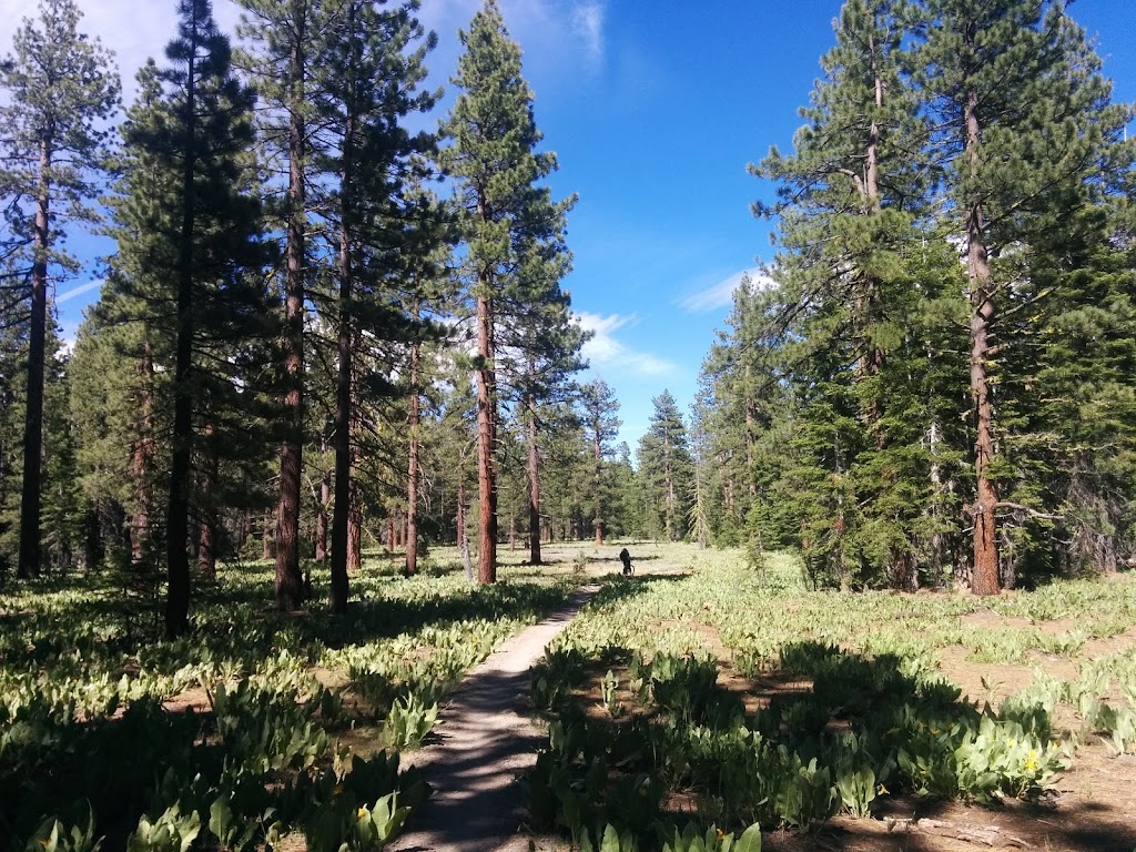 Burton Creek State Park | Tahoe City, CA 96145, USA | Phone: (530) 525-7232