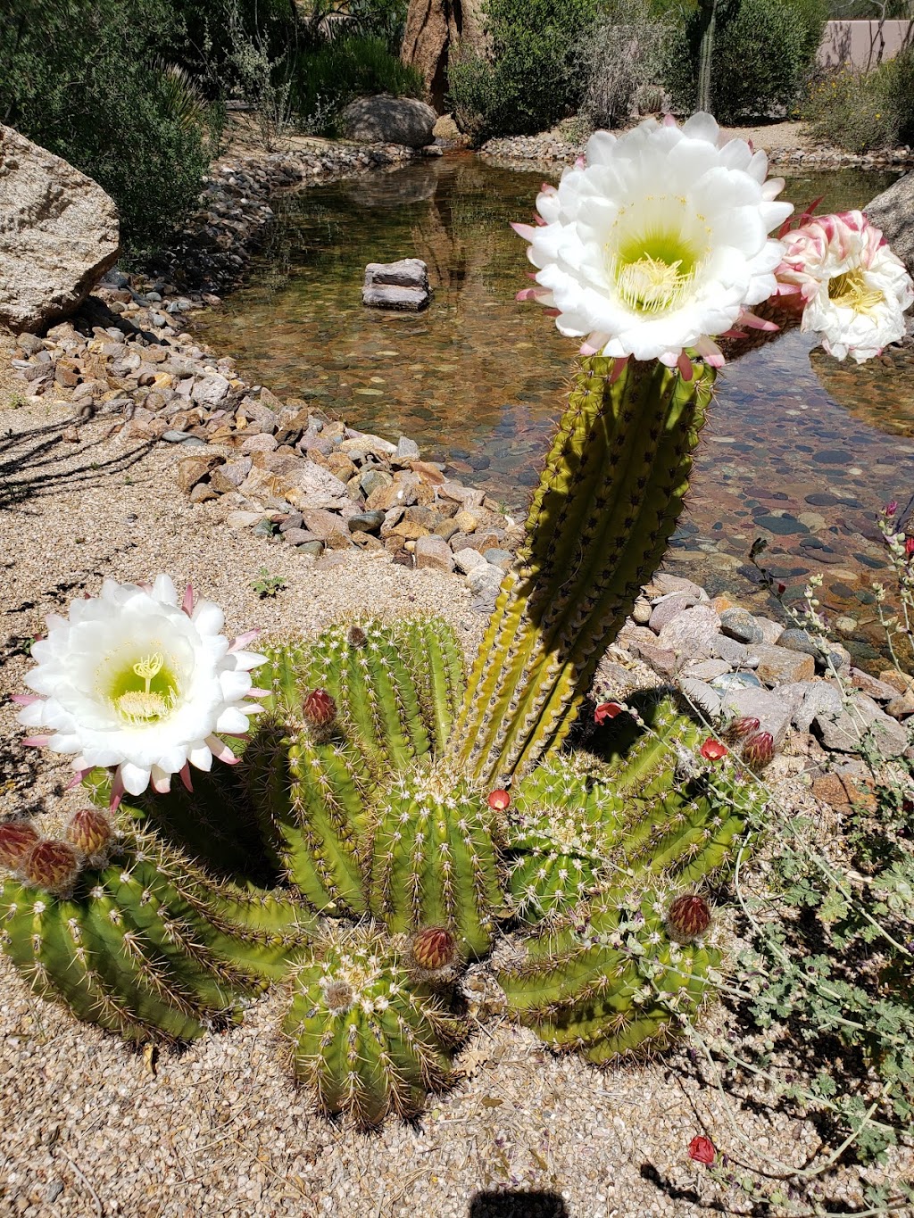 Saguaro Blossom | 10600 E Crescent Moon Dr, Scottsdale, AZ 85262, USA | Phone: (480) 517-5700