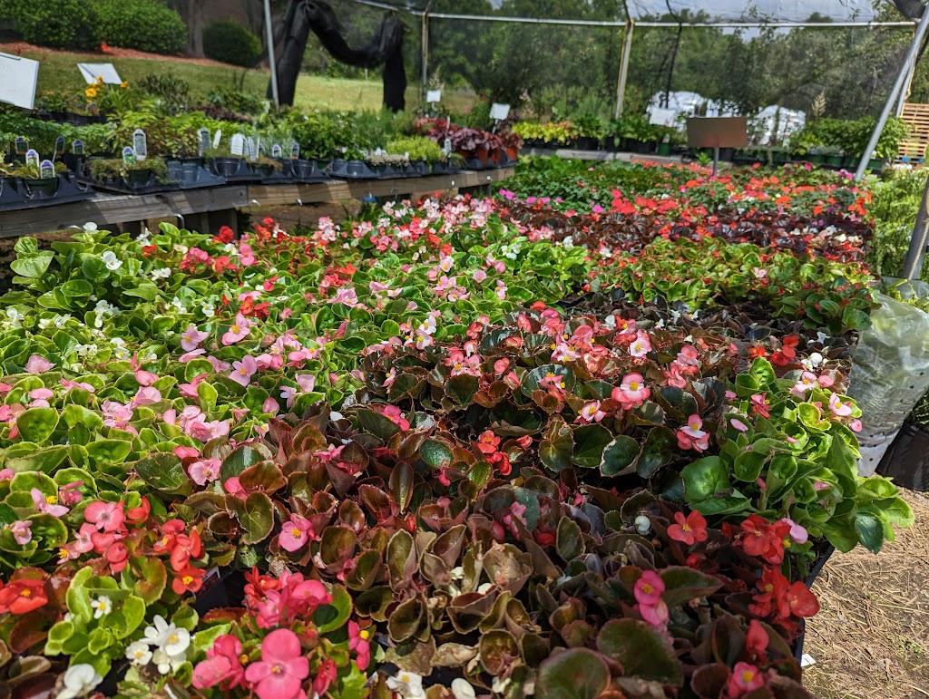 Rogers Trees & Nursery | 6331 Shallowford Rd, Lewisville, NC 27023, USA | Phone: (743) 999-0268