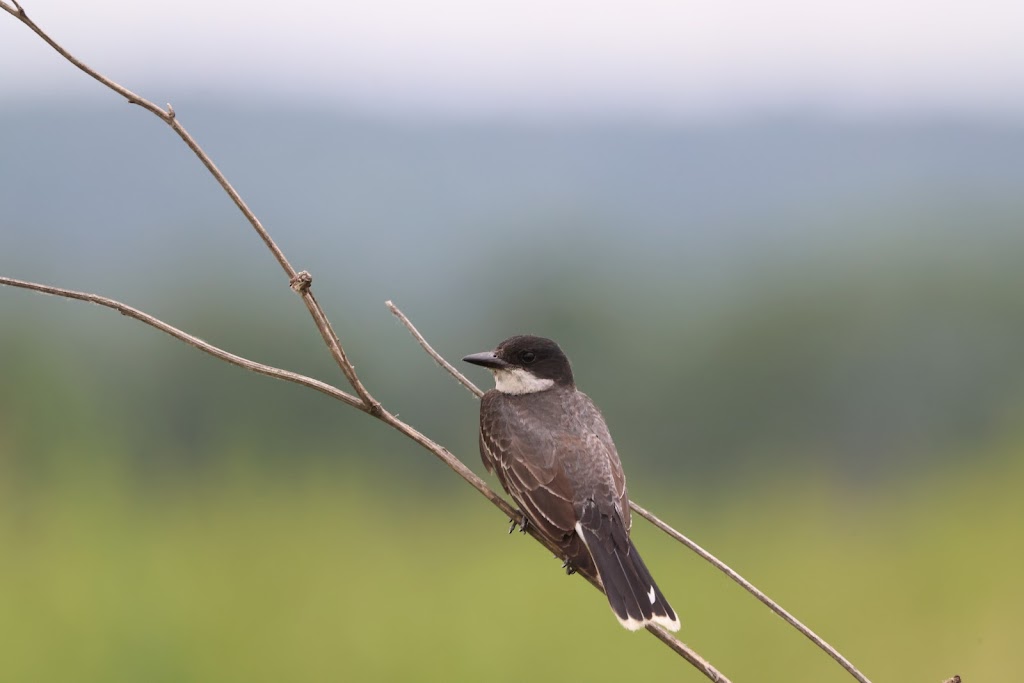 Boyer Chute National Wildlife Refuge | 3720 Rivers Way, Fort Calhoun, NE 68023, USA | Phone: (712) 388-4800