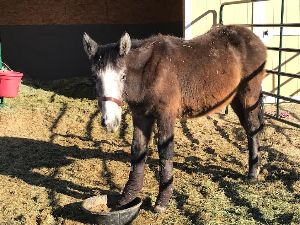 Equine Audio | W9359 Emberson Ln #9670, Blanchardville, WI 53516, USA | Phone: (866) 370-7727