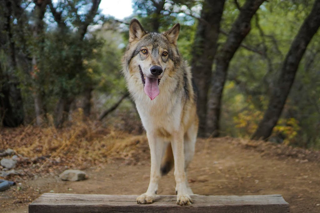 Judith A Bassett Canid Education & Conservation Center | 21977 CA-79 #671, Santa Ysabel, CA 92070, USA | Phone: (760) 224-9392