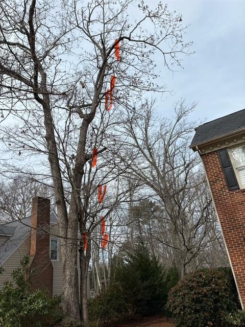 Pennys Tree Service | 3980 Premier Dr, High Point, NC 27265, USA | Phone: (336) 829-4471