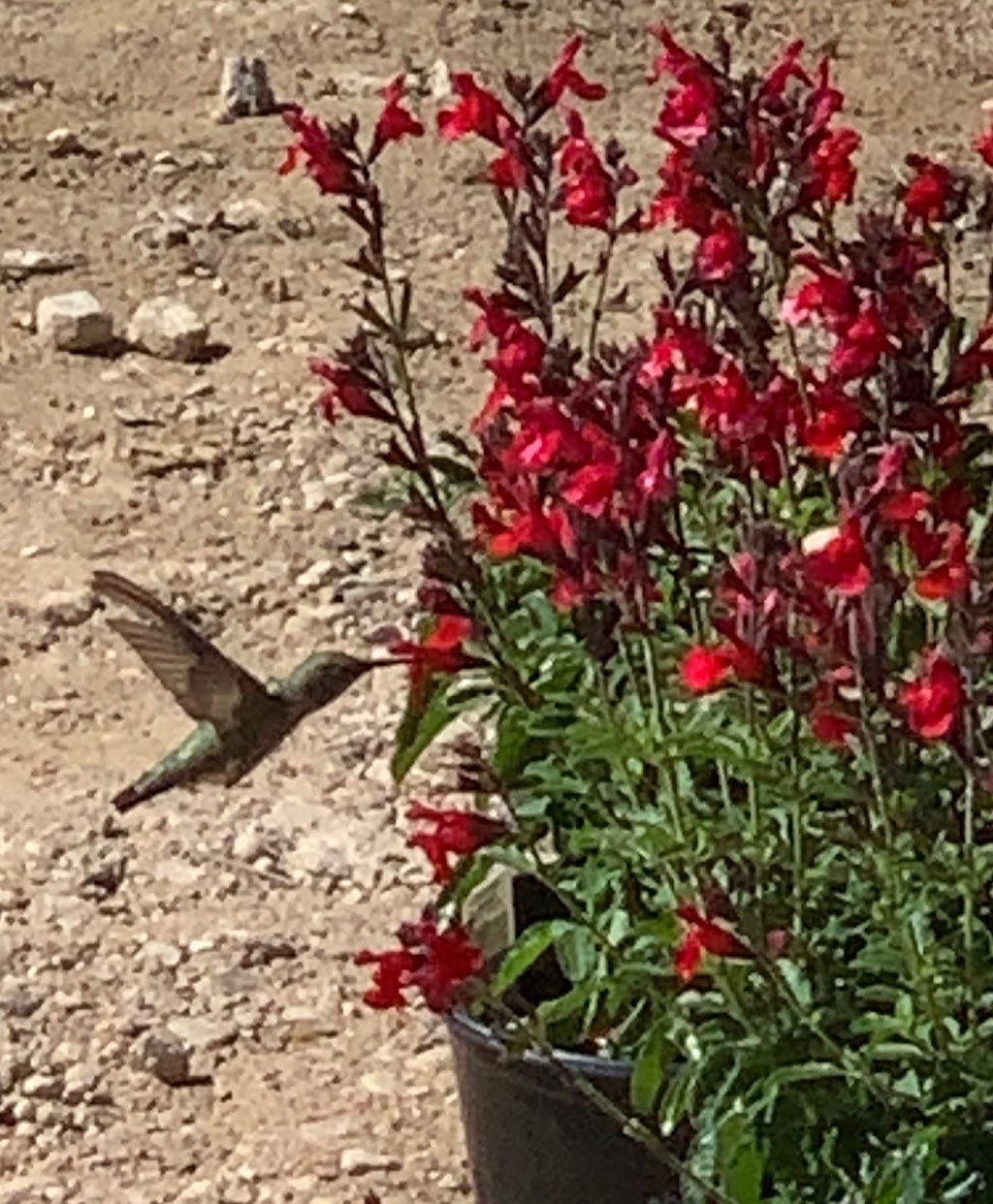 The Garden at Justin Ace Hardware | 1429 W 1st St, Justin, TX 76247, USA | Phone: (940) 648-0099