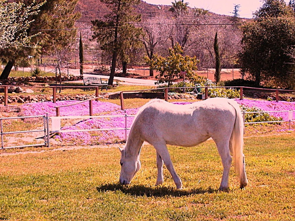 Dream Rider Equestrian Therapy | 543 Anderson Rd, Alpine, CA 91901, USA | Phone: (619) 445-2576