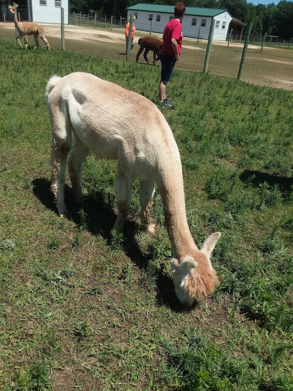 Fox Wire Farm Alpacas | 300 Turners Neck Rd, Toano, VA 23168, USA | Phone: (757) 707-5052