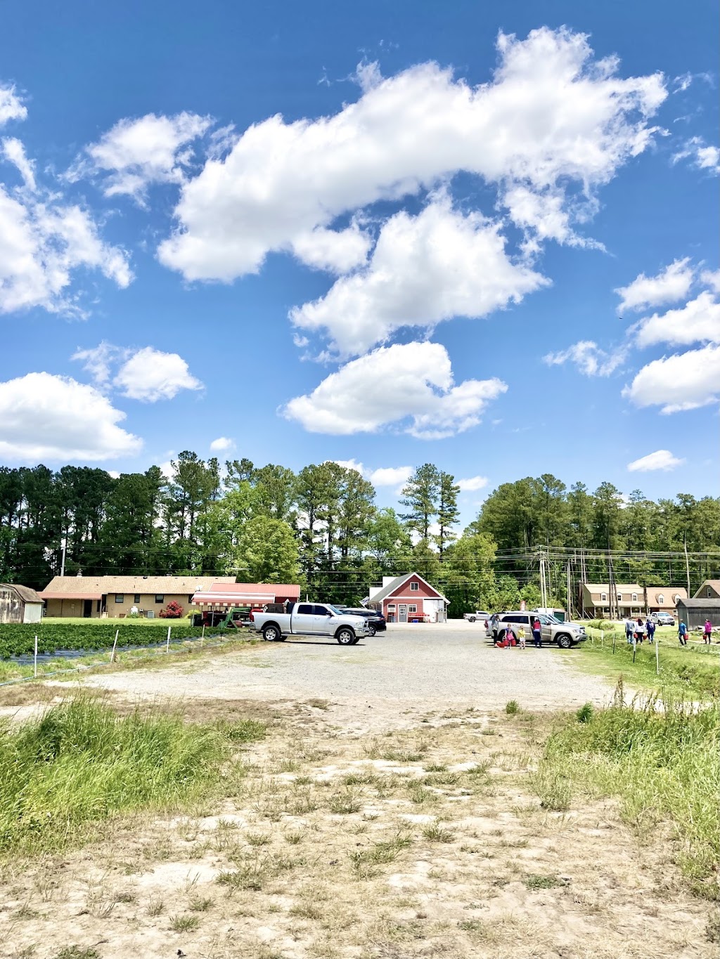 Williams Strawberry Farm | 1381 N Carolina Hwy 343 S, South Mills, NC 27976, USA | Phone: (252) 771-2647
