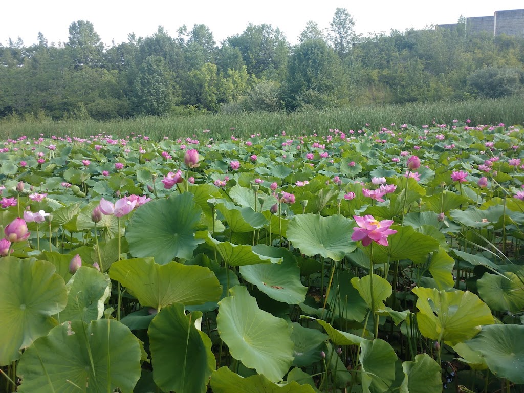 Wetlands Park | 6950 Lesourdsville West Chester Rd, Liberty Township, OH 45011, USA | Phone: (513) 759-7500