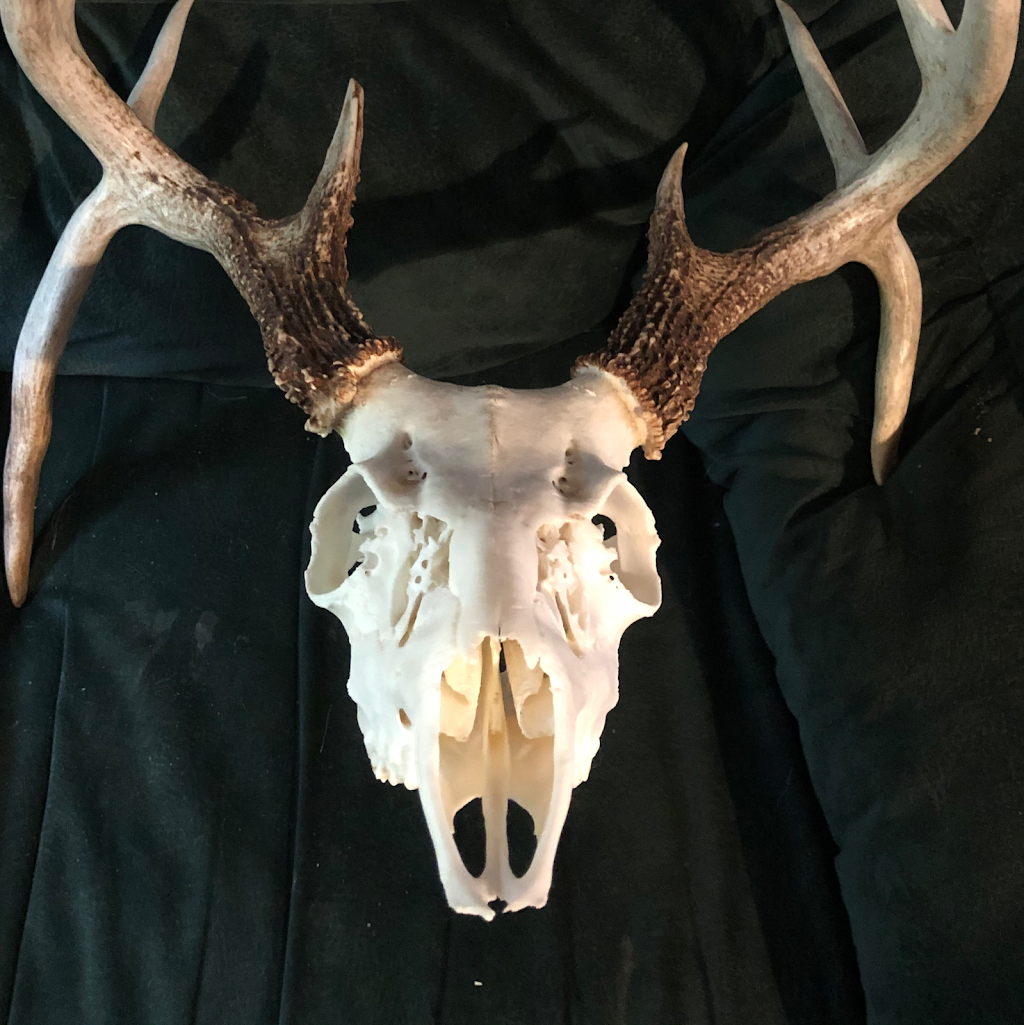 Talias Beetle Bugs | 3544 View St, Bakersfield, CA 93306, USA | Phone: (661) 332-2099