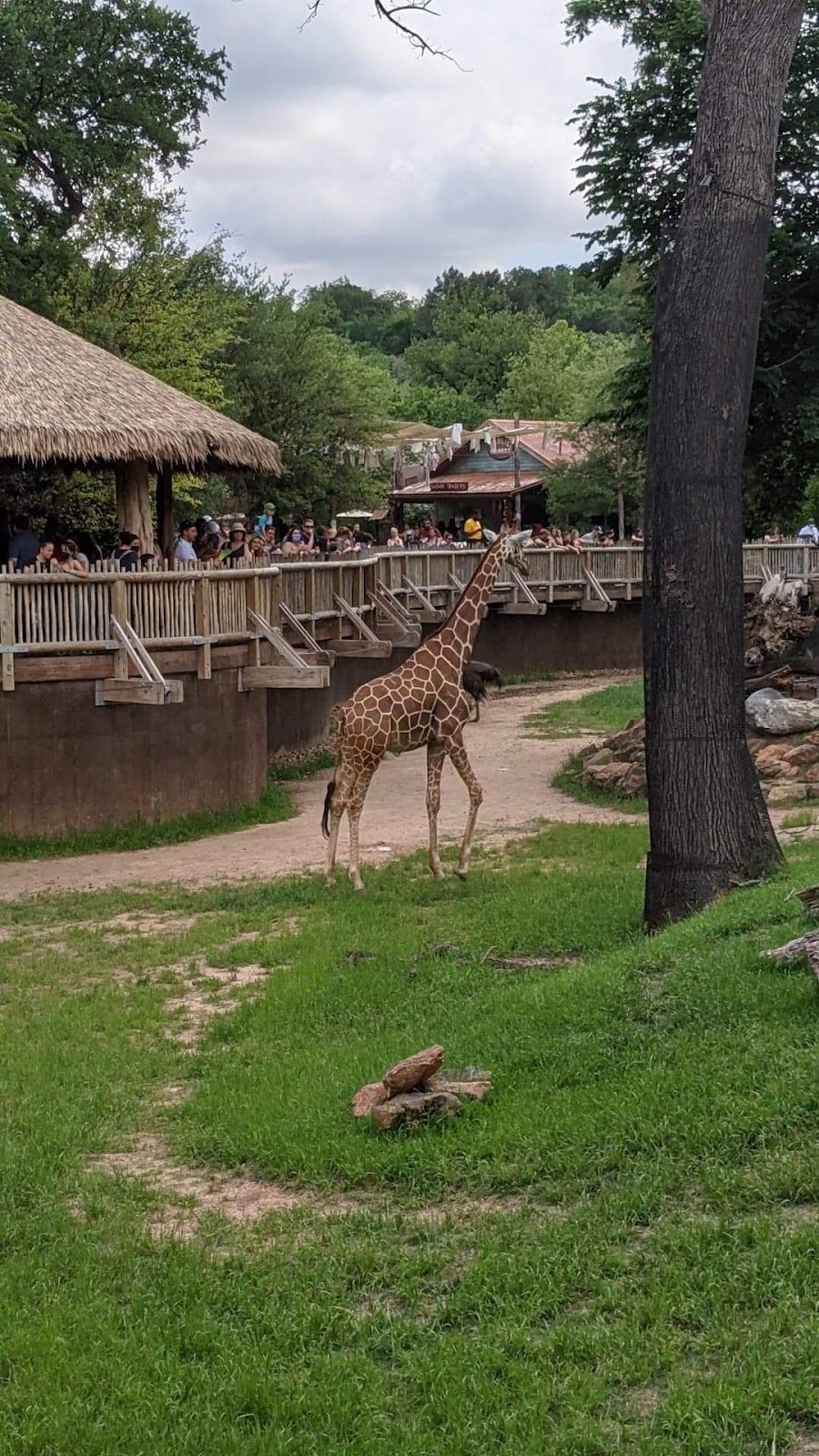 Fort Worth Zoo | 1989 Colonial Pkwy, Fort Worth, TX 76110, USA | Phone: (817) 759-7555