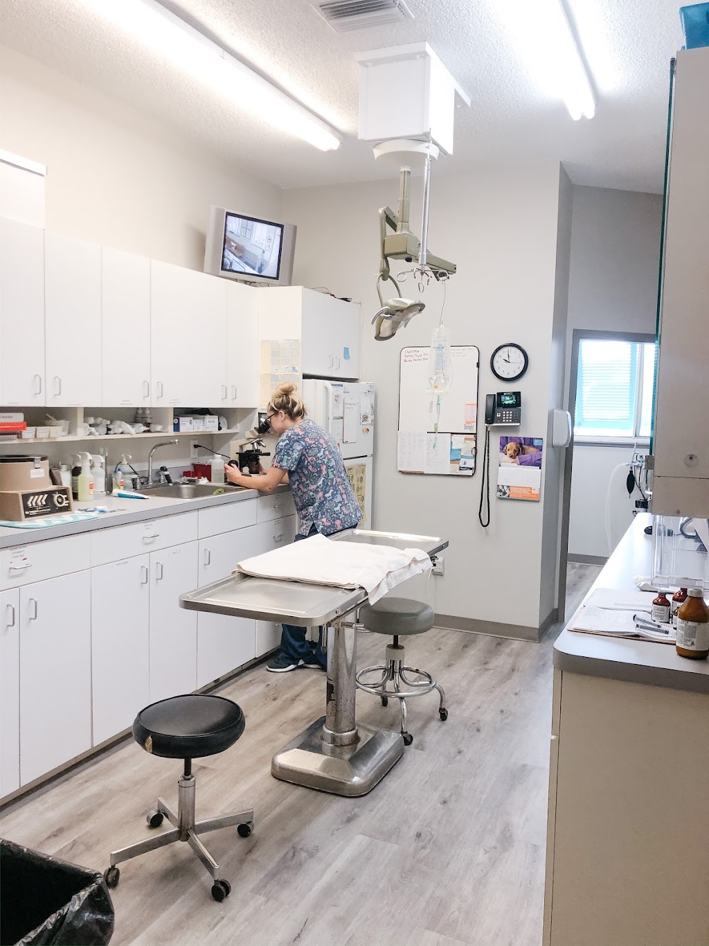 Island Animal Clinic | 5343 Gulf Dr # 900, Holmes Beach, FL 34217, USA | Phone: (941) 778-2445